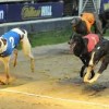 Youghal Greyhound Racing
