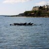 Dolphin and Whale Watching